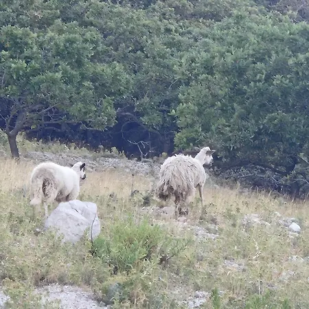 Pag House