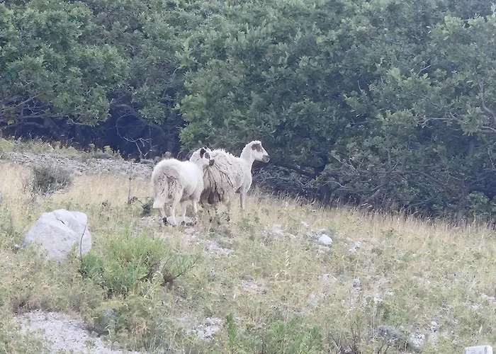 Hébergement de vacances Pag House Pag Town
